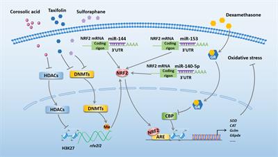 NRF2-Related Epigenetic Modifications in Cardiac and Vascular Complications of Diabetes Mellitus